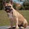 Go to the profile of FrenchiesForever Magazine