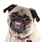 Go to the profile of Cecilia Rose
