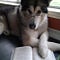 Go to the profile of Humphrey Zogart