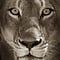 Go to the profile of e-Lionne