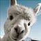 Go to the profile of RoboticLlama
