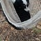 Go to the profile of Jelly Bean Dog