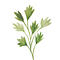 Veggielution