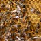 The Grumbling Hive