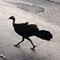 Jogging with the Brush Turkeys