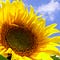 Go to the profile of Sunflowers in the City