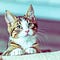 Go to the profile of Feliway