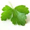 Go to the profile of Coriander Group