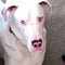 Go to the profile of Tara Garrett Houser