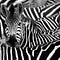 Go to the profile of dczook