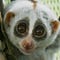 Go to the profile of Slow Loris is Slow