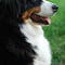 Random Acts of Dog