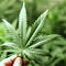 Go to the profile of Medical Marijuana News