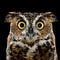 Go to the profile of Unlettered Owl