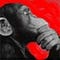 Go to the profile of Alphachimp