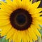Go to the profile of Todd Flora