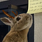 Go to the profile of save.wildlife