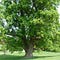The Patriarch Tree