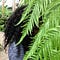 Go to the profile of Simone Martin-Newberry