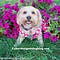 Go to the profile of YourDesignerDog