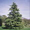 Go to Evergreen Business Fortnightly
