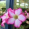 Go to the profile of Desert Rose