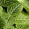 Botany Thoughts