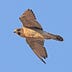 Go to the profile of Peregrine