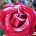 Go to the profile of Michael J Savage