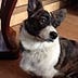 Go to the profile of Rusty Welsh Corgi