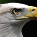 Go to the profile of eaglekeeneye