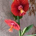 Go to the profile of Balcony Garden