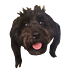 Go to the profile of dog