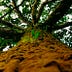 Go to the profile of Sahmura