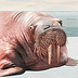 Go to the profile of Walrus