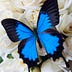 Go to the profile of Rhonda Marrone