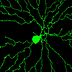 Biophysics Made Simple