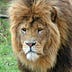 Go to the profile of Scribbling Lion