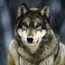 Go to the profile of Ulf Wolf