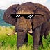 Go to the profile of Crypto Elephant
