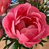 Go to the profile of t.o. bloom