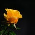 Go to the profile of Yellow Roses