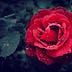 Go to the profile of ROSE