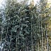 Invasive Bamboo