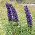 Go to the profile of Aconitum lycoctonum