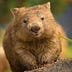 Go to the profile of The Writing Wombat ʕ •ᴥ•ʔ