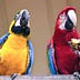 Go to the profile of Parrot