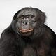 Go to the profile of Bonobo