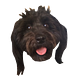 Go to the profile of dog