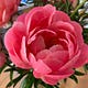 Go to the profile of t.o. bloom